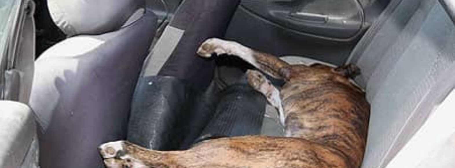 כלב נותר סגור ברכב במשך 45 דקות וניצל ממוות ע”י עובר אורח