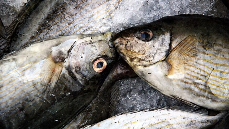 השמדת דגים בחנות “דגי אברהם”, ברחוב ויצמן 1, קריית-ים