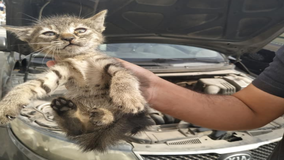 סוף טוב,גור חתולים חולץ מתוך מנוע רגע לפני שבעלת הרכב עלתה לנסיעה
